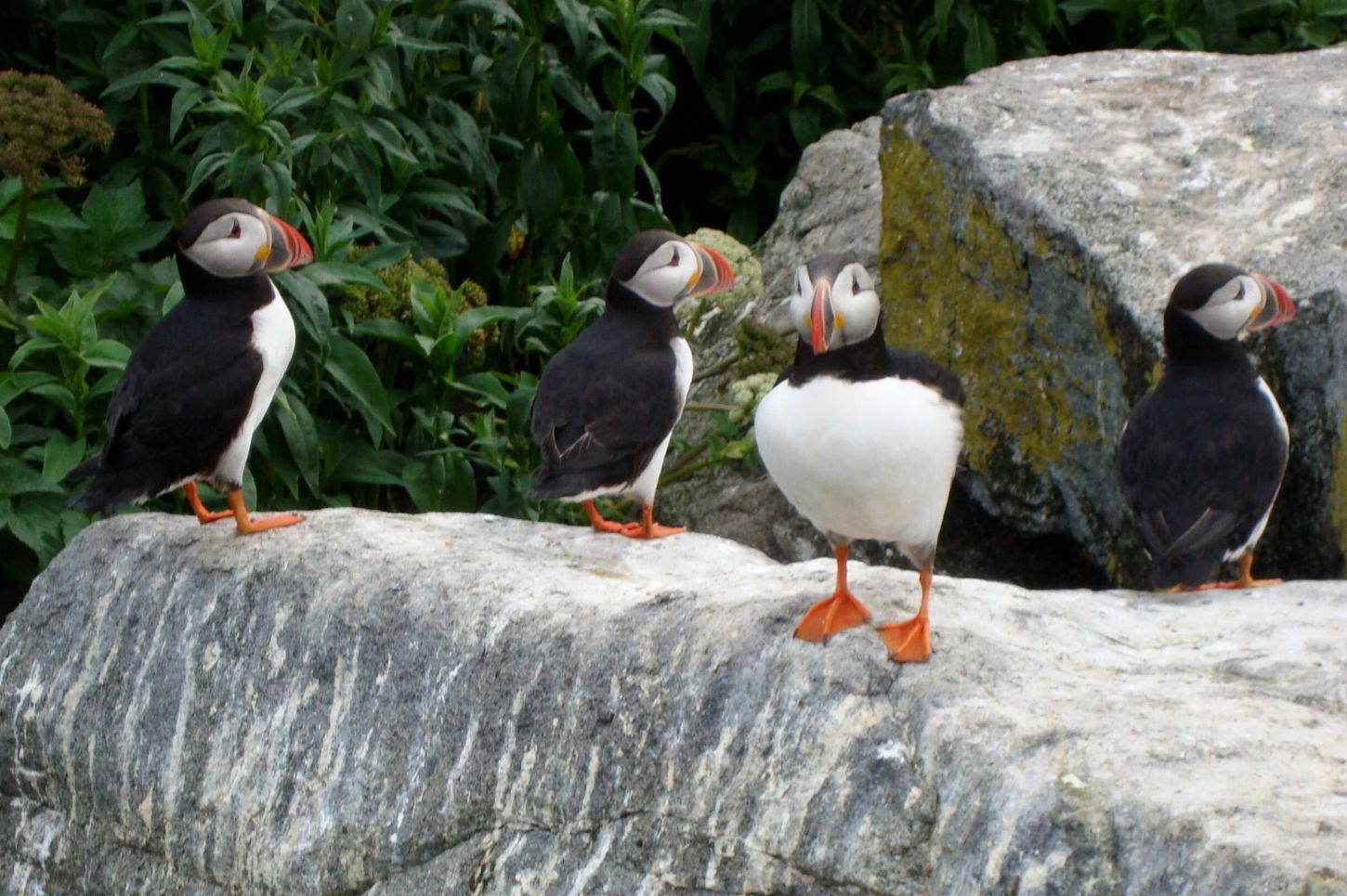 Papageientaucher